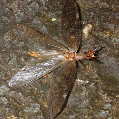 Dobsonfly, Corydalus armatus (Corydalidae)