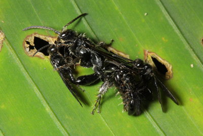 Scoliid Wasps (Tiphiidae)