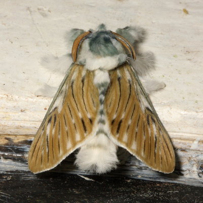 Flannel Moth, Wittinia cremor (Megalopygidae)