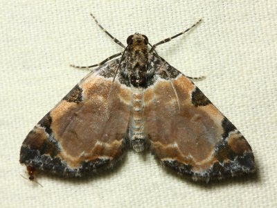 Geometer Moth (Geometridae)