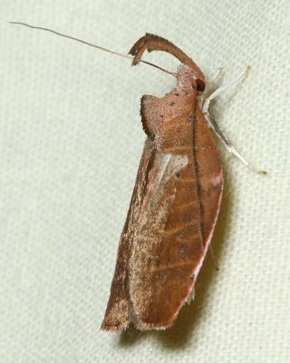 Snout Moth (Tortricidae)