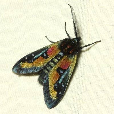 Chrysocale regalis (Arctiidae: Ctenuchinae)