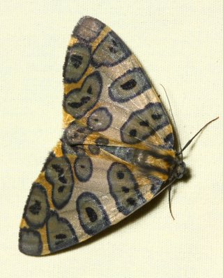 Pantherodes nr. pardalaria (Geometridae: Ennominae)