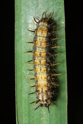 Caterpillar (Nymphalidae)