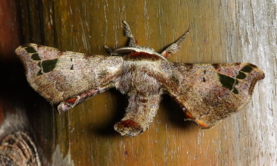 Quentalia ojeda (Apatelodidae)