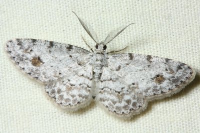 Physocleora flaviplaga (Geometridae: Ennominae)