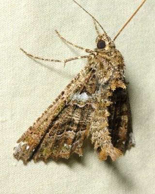 Owlet Moth (Noctuidae)