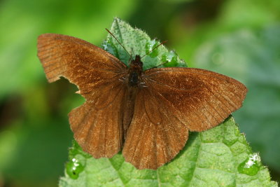 Brush-footed Butterfly (Nymphalidae)