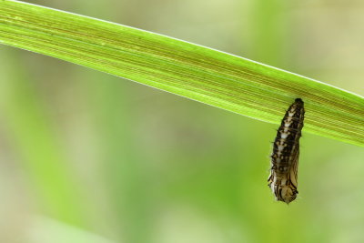 chrysalis (Nymphalidae)