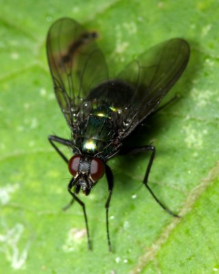 Fly (Muscidae)