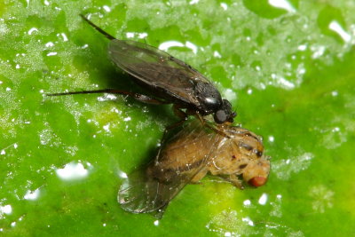 Scuttle Fly (Phoridae)