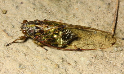 Cicada (Cicadidae: Cicadettinae: Parnisini)