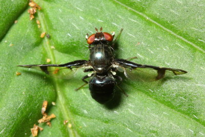 Picture-winged Fly, Megalaemyia sp. (Ulidiidae)