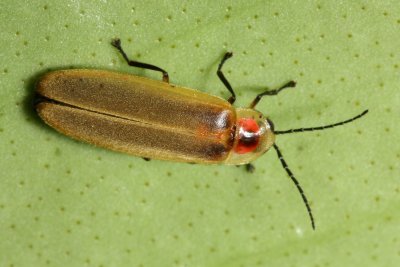 Firefly, Photinus sp. (Lampyridae)