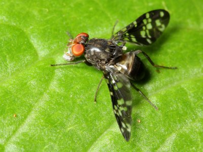 Picture-winged Fly (Ulidiidae: Pterocallini)