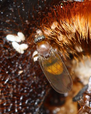 Scuttle Fly, Megaselia aurea (Phoridae)