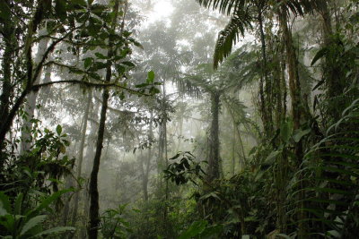 Bellavista Cloud Forest Reserve (2011)