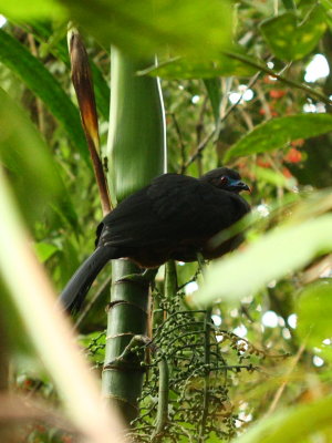 Sickle-winged Guan (Chamaepetes goudotii)