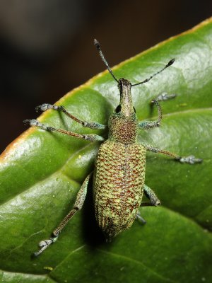 Broad-nosed Weevil (Curculionidae: Entiminae: Lordopini)