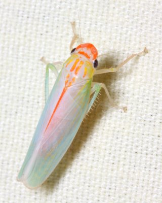 Leafhopper (Cicadellidae)