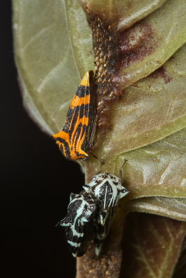 Treehoppers, Ennya scaramozzinoi (Membracidae)