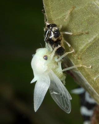 Treehopper, Ennya scaramozzinoi (Membracidae)