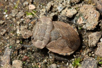 Toad Bug, Nerthra sp. (Gelastocoridae)