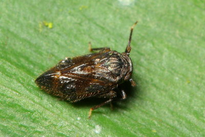 Planthopper, Platysystatini (Delphacidae)