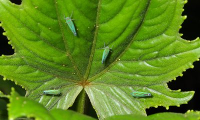 Leafhoppers, Sibovia prodigiosa (Cicadellidae)