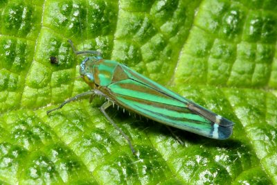 Leafhopper, Sibovia prodigiosa (Cicadellidae)