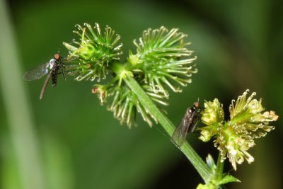 Dance Flies, Porphyrochroa sp. (Empididae)
