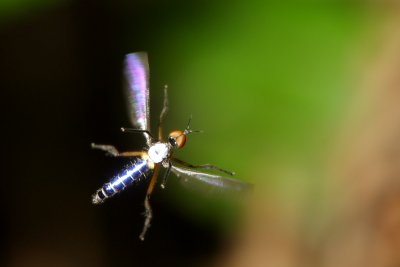 Dance Fly, Porphyrochroa sp. (Empididae)