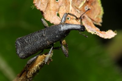 Weevil (Curculionidae: Molytinae)