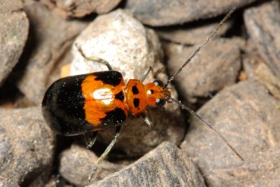 Leaf Beetle (Galerucinae)