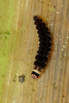 Soldier Beetle larva (Cantharidae)