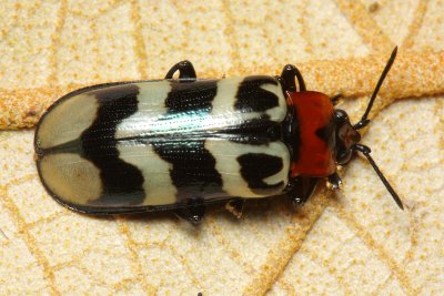 Nympharescus sp. (Cassidinae)