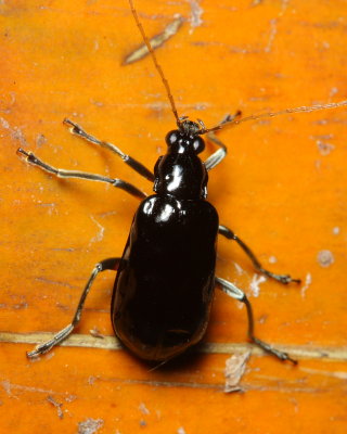 Leaf Beetle, Paratriarius sp. (Galerucinae)