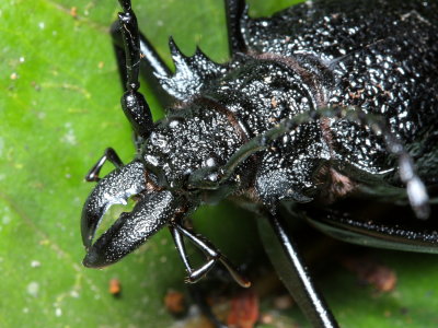 Root-borer, Psalidognathus modestus (Prioninae)