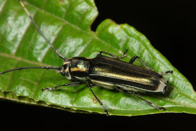 Round-headed Borer (Lamiinae: Hemilophini)