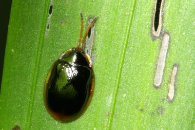 Tortoise Beetle (Cassidinae)