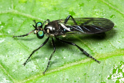 Robber Fly, Eumecosoma sp. (Asilidae: Laphriinae)