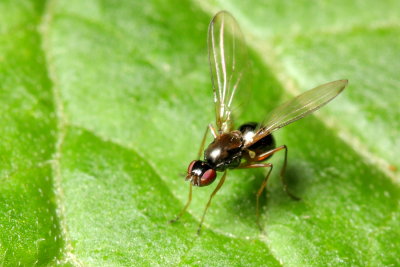 Black Scavenger Fly (Sepsidae)