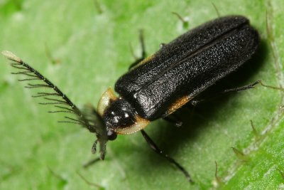 Firefly (Lampyridae: Psilocladinae)
