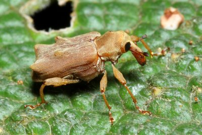 Weevil, Palliolatrix sp. (Curculionidae: Baridinae)
