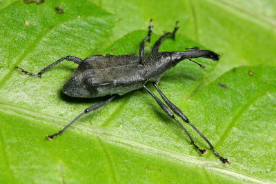 Weevil (Curculionidae: Molytinae: Epistrophina)