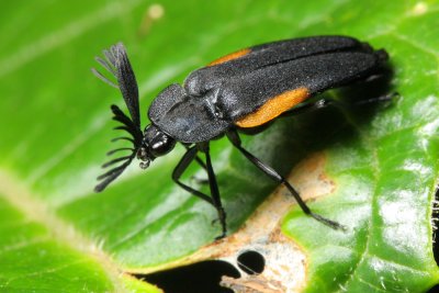 Firefly (Lampyridae)