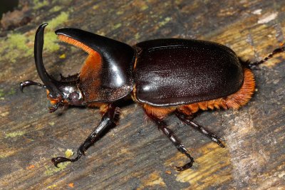 Rhinoceros Beetle, Heterogomphus schoenherri (Scarabaeidae: Dynastinae)