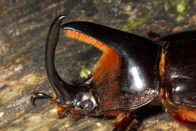 Rhinoceros Beetle, Heterogomphus schoenherri (Scarabaeidae: Dynastinae)