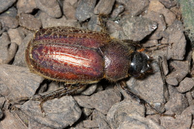 Scarab (Scarabaeidae)
