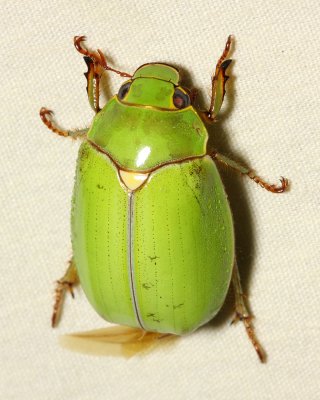 Chafer Beetle, Platycoelia sp. (Scarabaeidae: Rutelinae)